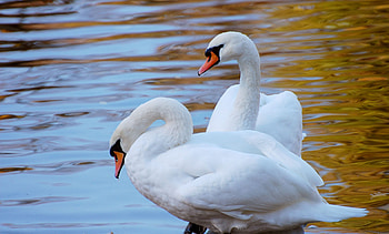 Animals, Water, Swans, Shore, Bank, Couple, Pair HD wallpaper