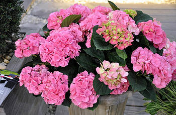 Flowers, Leaves, Greens, Bouquet, Vase, Hydrangea HD wallpaper