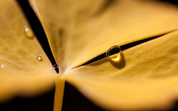 Drops, Flower, Macro, Surface, Petal HD wallpaper