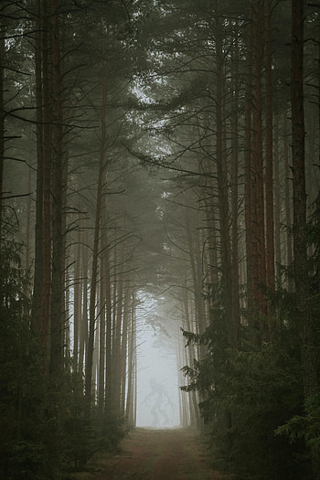 Nature, Silhouette, Forest, Fog, Monster HD phone wallpaper