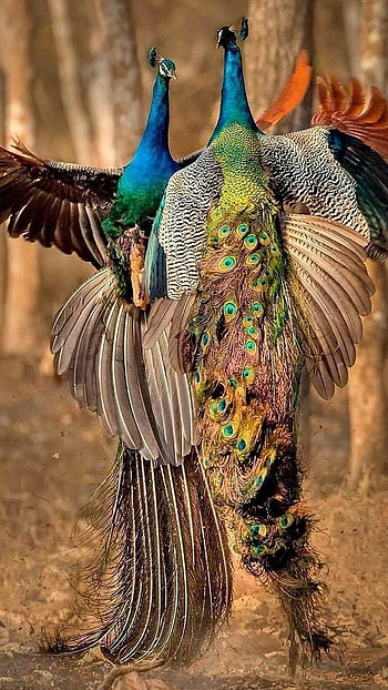 Peacock, Peacock Fight HD phone wallpaper