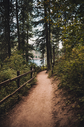 Nature, Trees, Spruce, Fir, Path, Fence HD phone wallpaper
