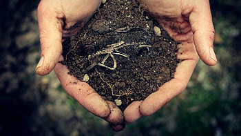 Miscellanea, Miscellaneous, Earth, Land, Hands, Dinosaur, Skeleton HD wallpaper