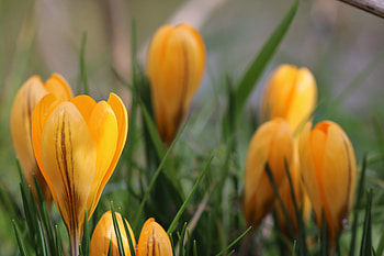 Flowers, Snowdrops, Macro HD wallpaper