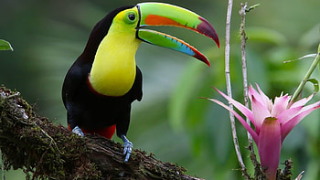 Toucan Bird, animal, cute, toucan, bird HD wallpaper