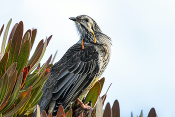 Yellow Wattlebird (anthochaera paradoxa), Animal HD wallpaper