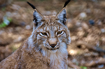 Cat, wildlife, lynx, predator HD wallpaper