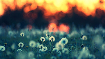 Dandelions, Macro, Shine, Light, Field HD wallpaper