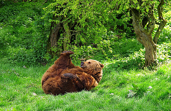 Bear, animal, brown, green, grass, playful HD wallpaper