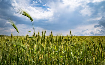 A vibrant wheat field stretches under a dramatic cloud-filled sky, capturing nature's beauty. HD wallpaper