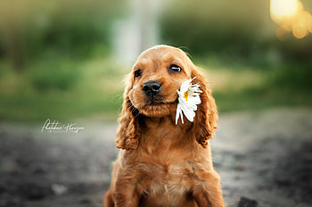 Dog With Flower In Mouth, dog, animals HD wallpaper