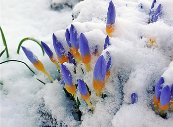 Challenging, winter, purple, flowers, snow HD wallpaper