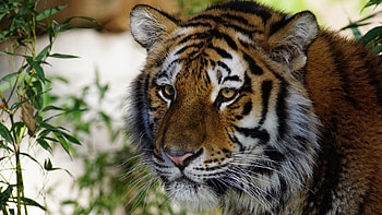Tiger, animal, cat, look HD wallpaper