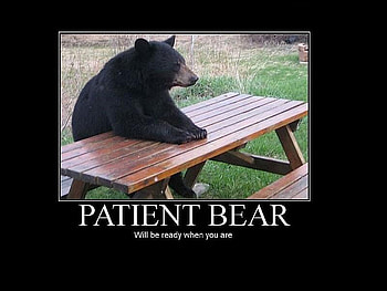 patient bear, animal, patient, bear, animals HD wallpaper