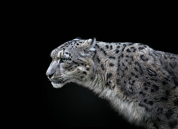 Snow leopard, animal, pedro jarque, black, white HD wallpaper
