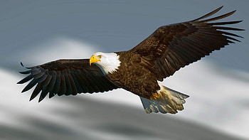 Impressive eagle , Trump's majestic symbol, Noble and fierce, Patriotic ry HD wallpaper