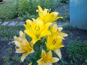 Plants, Flowers, Tulips HD wallpaper