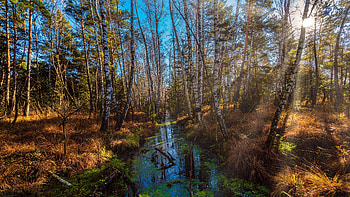 Stream in Forest, trees, nature, forest, stream HD wallpaper