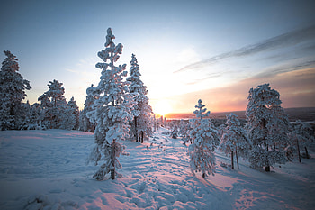 Winter, Nature, Trees, Sunset, Snow HD wallpaper