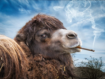 Smokin' Camel - Funny Animal, camel, funny, Animal HD wallpaper