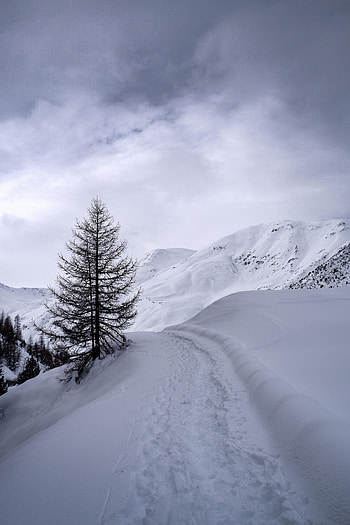 Winter, Nature, Mountains, Snow, Wood, Tree, Path HD phone wallpaper