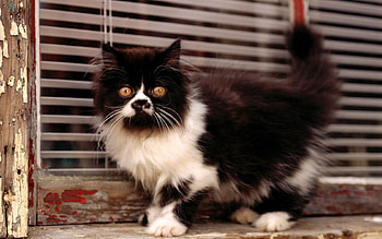 Animals, Cat, Kitty, Kitten HD wallpaper