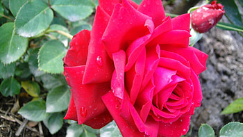 Leaves, Drops, Flower, Macro, Rose Flower, Rose, Branch HD wallpaper