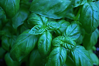 Basil leaves, Fresh herbs, Culinary ingredient, Aromatic plant HD wallpaper