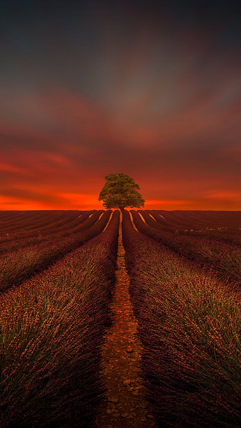 nature, lavender, field HD phone wallpaper