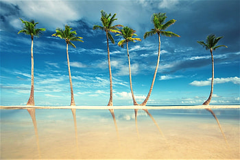 Palm Trees on Sandy Tropical Beach, Palms, Sand, Trees, Nature, Beaches, Clouds HD wallpaper