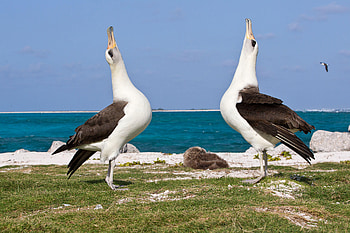 Laysan albatross in flight, Bird's eye view, Unrestricted dom, Soaring high HD wallpaper