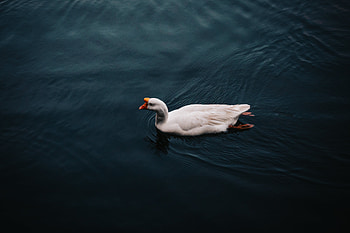 Animals, Bird, To Swim, Swim, Goose HD wallpaper