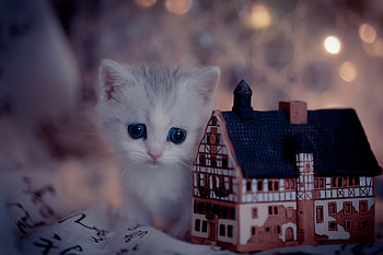 Kitten, animal, Cat, kitty HD wallpaper