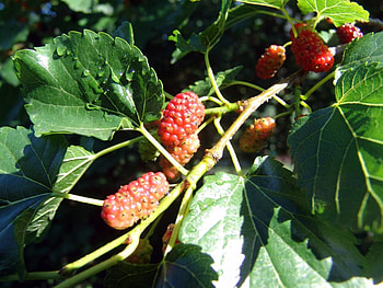 Mulberry berries , High-quality , Berries close-up HD wallpaper