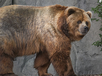 Animals, Brown, Bear, Stroll, Thick, Fat, Kodiak HD wallpaper
