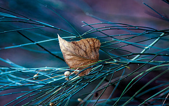Background, Leaves HD wallpaper