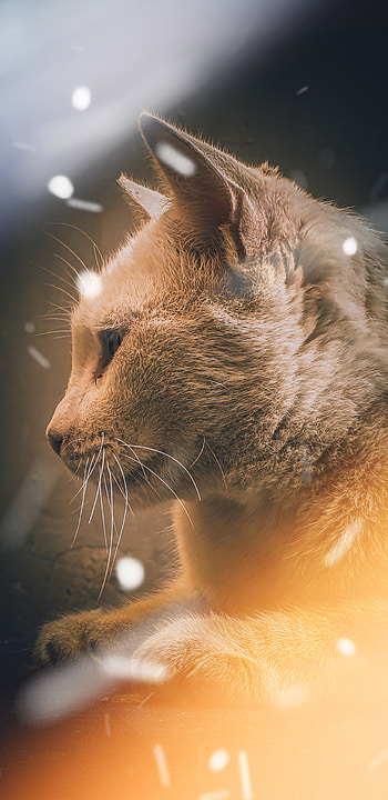 Ertugrul, sword, cat, fight, pet HD phone wallpaper