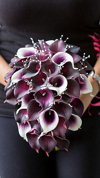Calla Lily, , Floral elegance, Spring vibes HD phone wallpaper