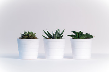 Small Plants In White Pots, plants, pots, flowers HD wallpaper