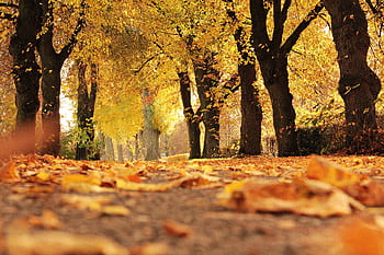A scenic autumn view with golden leaves covering a forest path under vibrant fall trees. HD wallpaper