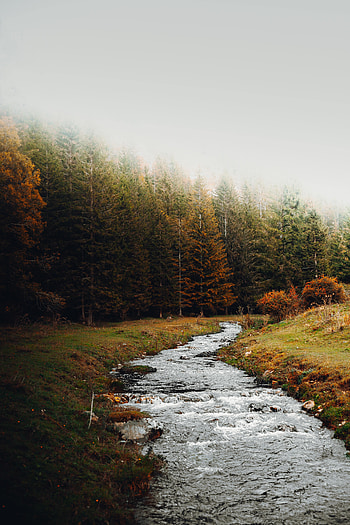 Landscape, Nature, Trees, Autumn, Forest, Creek, Brook HD phone wallpaper