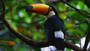 Toucan showcase, Tropical bird, Bright colours, Exotic avian species HD wallpaper