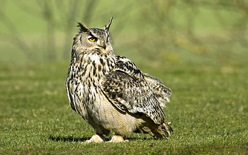 Animals, Birds, Owl HD wallpaper