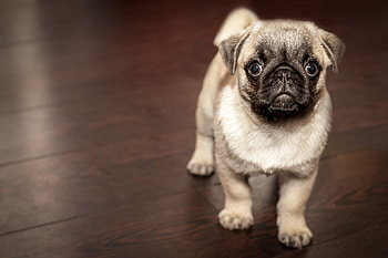 Pug Puppy, pug, animals, puppy, dog HD wallpaper