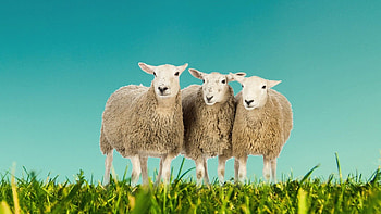 Sheep computer , Stunning visual backgrounds, Perfect for s, High-quality HD wallpaper