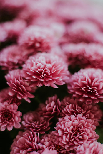 Flowers, Pink, Chrysanthemum, Macro HD phone wallpaper
