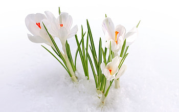 Plants, Flowers, Snowdrops HD wallpaper