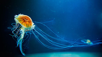 Windows 10 lock screen , Jellyfish-inspired design, Refreshing aquatic ry, Computer HD wallpaper