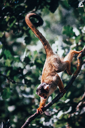 Animals, Branches, Monkey, Climb, Spider Monkey HD phone wallpaper