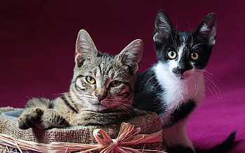 Animals, Cats, Kitty, Kitten, Couple, Pair, To Lie Down, Lie HD wallpaper